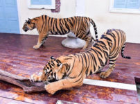 タイガーキングダム