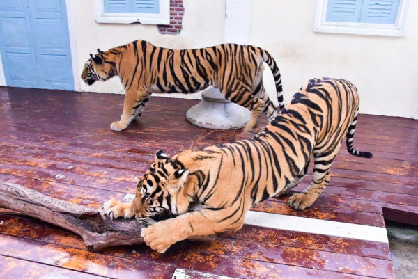 タイガーキングダム