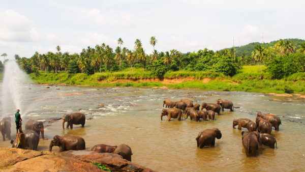 ピンナワラ象の孤児院