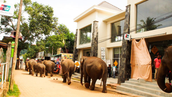 ピンナワラ象の孤児院