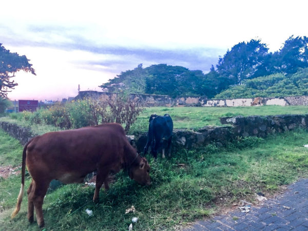 スリランカのゴール