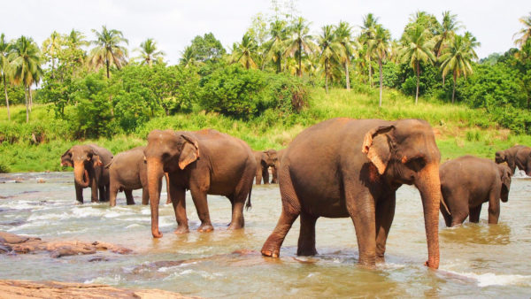 ピンナワラ象の孤児院