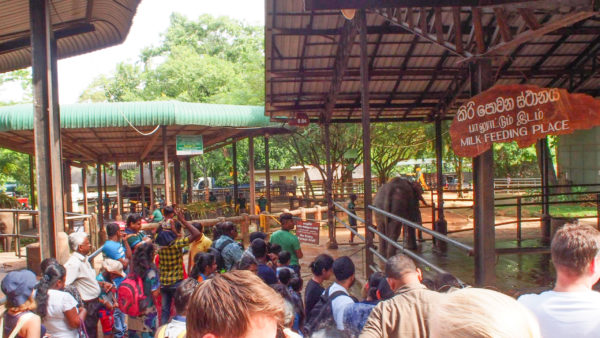 象のミルクタイム