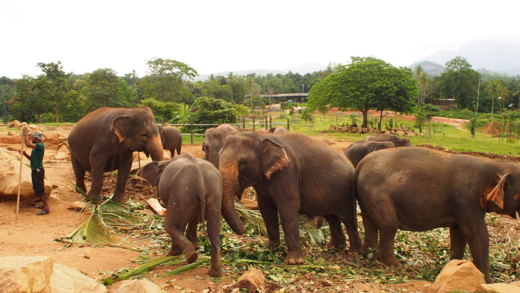 ピンナワラ象の孤児院