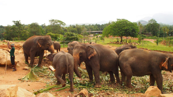 ピンナワラ象の孤児院