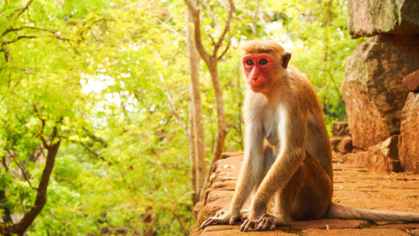 シーギリヤロック