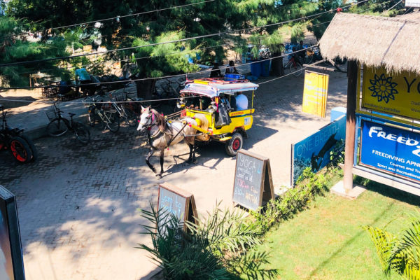 ギリ島のチドモ