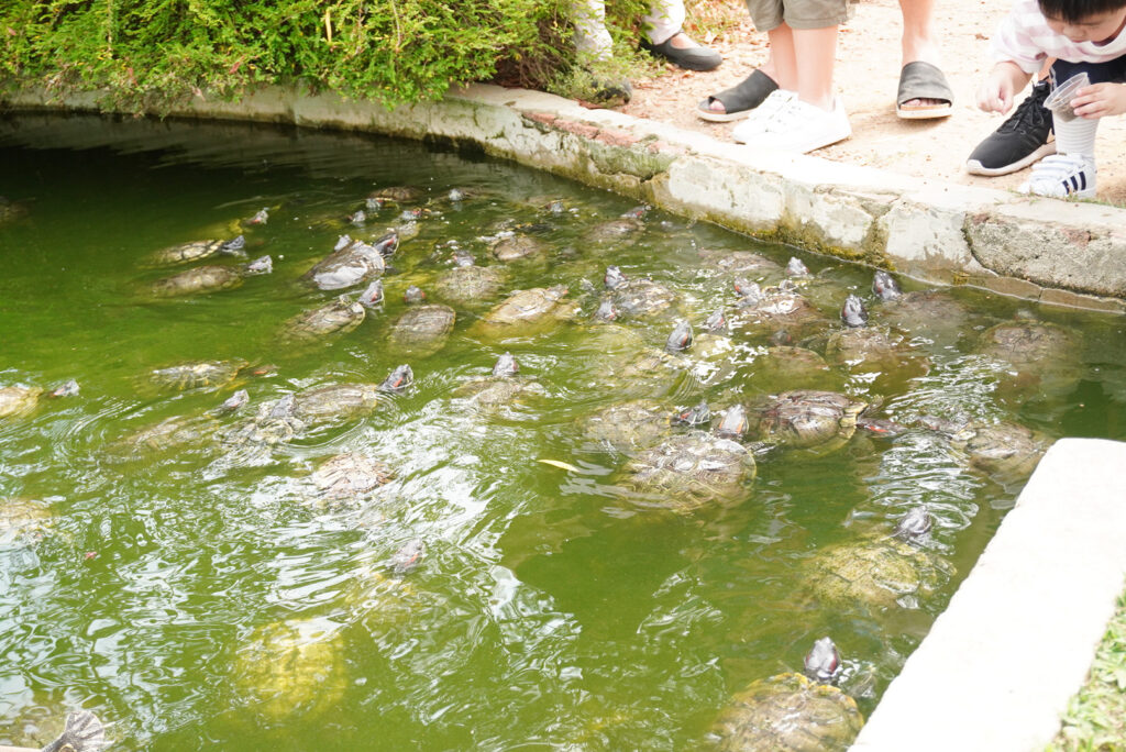 カメ ミュージアム