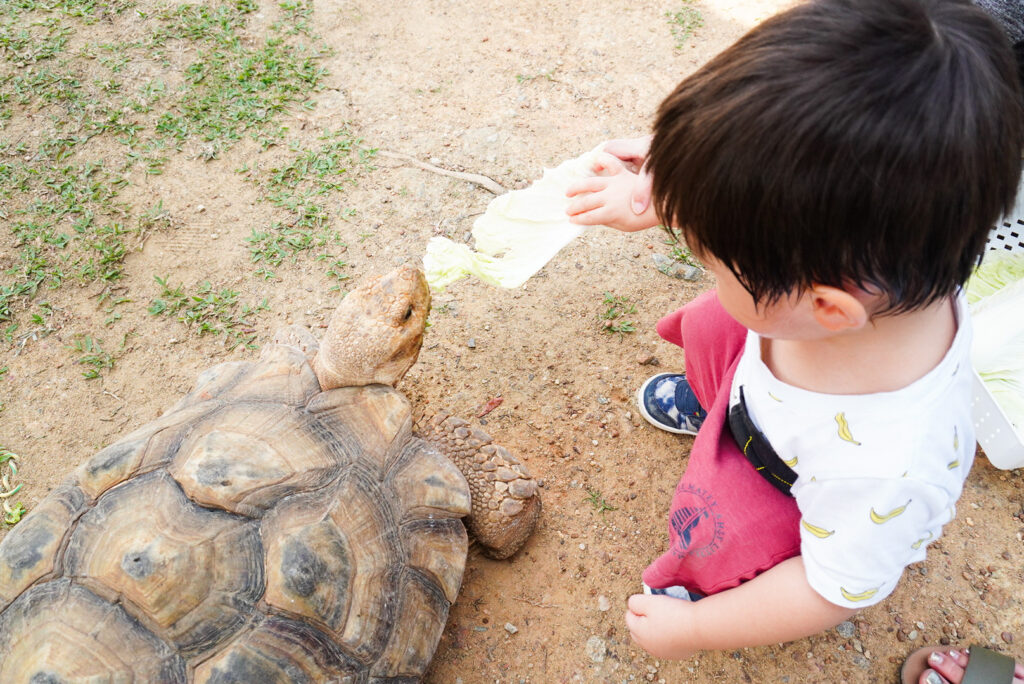 カメ シンガポール