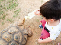 カメ シンガポール